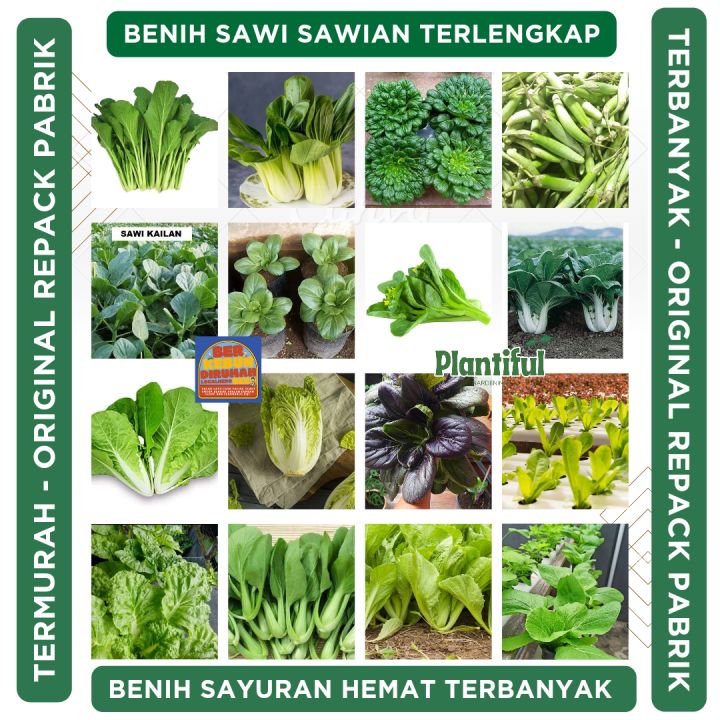 Benih Sawi Sawian Tanaman Sayur Hidroponik Sawi Pakcoy Putih Caisim