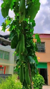 F1 SMOOTH PATOLA LONG (10 PCS SEEDS) HYBRID/EASY TO GROW/HIGH YIELDING/MORE PROFIT