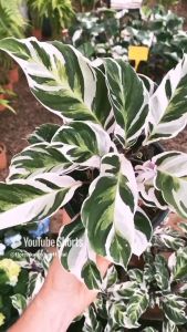 Tanaman Hias Daun Murah Calathea Pushion White