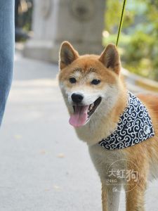Japanese Style Dog Bandana Scarf Outdoors Accessory Bell Collar Triangle Towel Saliva Scarf Neck Warmer for Small Dogs