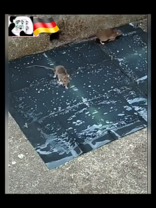 💯The mouse cant run away💯rat glue mouse trap sticky board sticky mouse trap mouse trap mouse catcher trap rat trap mouse trap for small rat mouse trap for big rat sale Strong stickiness Waterproof and moisture-proof 120*28cm