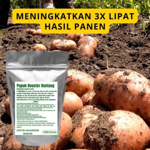 Pupuk Booster Kentang Pelebat Organik Cepat Berbuah Lebat Besar Anti Rontok Pembesar Kentang