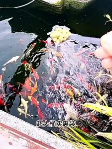 ZHENMIAO | High-Protein Universal Small-Particle Floating Fish Feed