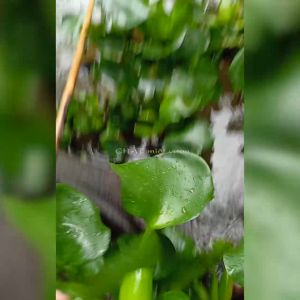 Combo 5 Cây lục bình mini giống thủy sinh - Bèo tây mini thủy sinh