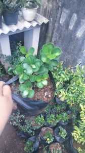 Bibit Ficus Dolar Mikro Mangkok ori Bonsai rimbun