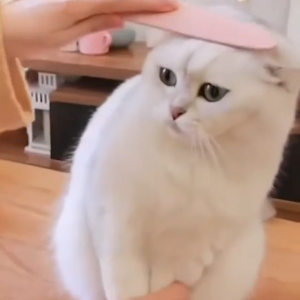 Hahale Fish Shaped Cat Tongue Comb / Cat Kitten Massage Comb Brush Grooming Tool