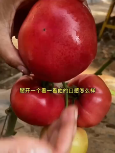 [ HARGA PROMO ] BENIH TOMAT JUMBO KEMASAN PREMIUM KUALITAS NOMOR SATU