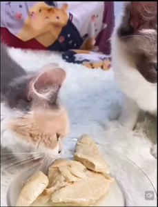 Pet Steam Chicken Breast Masti Soft Chicken For Cats & Dogs 40g