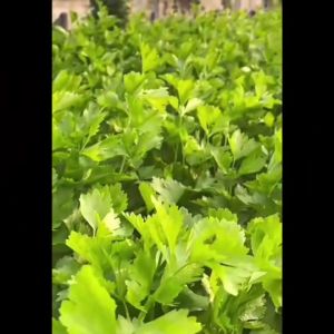 CHIATAI 🇹🇭 ผักซอง เจียไต๋ F036 แตงโม ทัมอัพ F1 ประมาณ 55 เมล็ด เนื้อแดง แตงโม ผิวสีดำ มีลาย เนื้อแน่น หวานกรอบ เมล็ดพันธุ์ผัก เมล็ดผัก เมล็ดพืช ผักสวนครัว