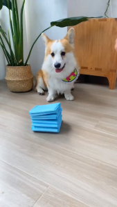 🇸🇬 Ready Stock [Double Absorption] Pet Training Pads for Dogs & Cats–Leak-Proof Quick Dry Odor Control Multiple Sizes