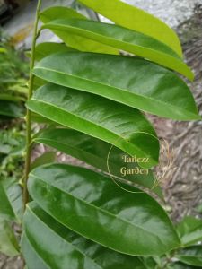 Fresh Soursop Leaves Glossy Green DAUN DURIAN BELANDA Ideal for Gardening and Planting