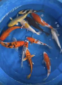 JAPAN KOI LOCAL BREED 6”-9” HIGH GRADE 12pcs COMBO RM1588 + FREE GIFTS !