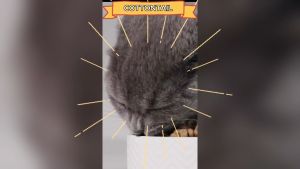 Makanan kucing kering Bosscat by markotops dry 800gr