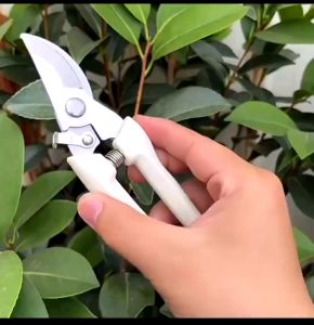 Pruning Shears Bunga: Panduan Lengkap