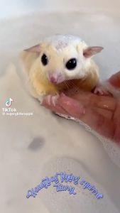 Sugar Glider Body Wash / Sugar Glider Shampoo / 蜜袋鼯沐浴乳 / 蜜袋鼯洗澡液