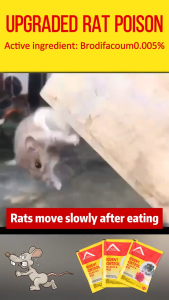 ✨️500 times the effect of ordinary✨️ Rat killer ubat tikus paling kuat mati Rat bait Rat repellent rat killer mouse killer Ubat tikus rats cepat Racun tikus mati 3 saat老鼠药 杀鼠药 Efficacy 100%