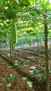 Benih Bibit Labu Air Labu Manis RUMA F1 30 Biji dari Cap Panah Merah