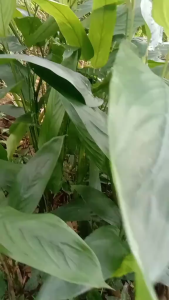 Daun Umbi Sagu Segar 250 gram / Daun Umbi Sagu Segar 100 gram Herbal Alami