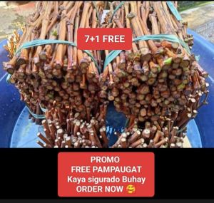 CARDINAL PLANTS B1T1 WITH FREEBIES NA GRAPES CUTTINGS 3+1 RED CARDINAL WITH PAMPA UGAT KAYA SIGURADO MABUBUHAY