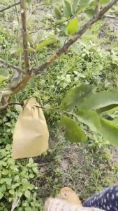 ถุงห่อมะม่วงชุนฟงแพค ถุงห่อผลไม้ 500 ใบ ใหม่ล่าสุดมี2ขนาด 20*30ซม/20*25ซม ที่ห่อฝรั่ง ถุงห่อผลไม้ 2 ชั้น กันน้ำ ถุงใส่ผลไม้ ห่อฝรั่ง ถุงกันแมลง กันน้ำ กันแมลงและนก