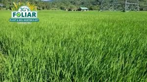 3GS FOLIAR (JAPAN TECHNOLOGY) - SOIL & PLANT ADJUVANT BIO-STIMULANT LIQUID BIO-FERTILIZER