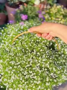 正宗满天星种子 四季开花易爆盆阳台盆栽家庭室内外观赏花卉种子