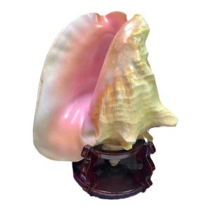 Pink Queen Snail Shell Decoration Living Room Entrance Maitreya Buddha Peony Flower Pearl Mother of Pearl Bracelet