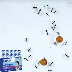 🐜24h Kill All Ants🐜Ants Killer Bait 10 Tablets Ant Bait Anti Ant