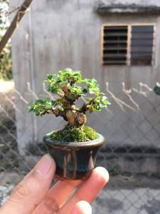 Cây sam hương siêu mini thuần chậu Bát Tràng