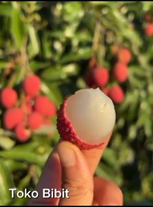 Bibit Buah Leci Com Merah Stek Okulasi Cangkok Produktif Berbuah Siap Kirim