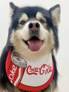 Adorable Dog Saliva Towel Summer New Style for Medium And Large Dogs Cats Neckwarmer Golden Retriever Samo Cat Scarf Pet Supplies