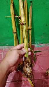 BAMBU KUNING 5 POHON