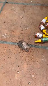 Combo 5 lọ Chế phẩm sinh học diệt Kiến Gián Hiển Anh