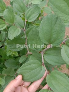 DAUN BIDARA ARAB SEGAR UNTUK OBAT HERBAL PER 50 GRAM