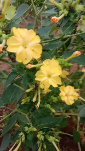 Aneka Benih Bunga Seribuan Part 3: Kenop Gomphrena Golbosa & Bunga Pukul 4 (Mirabilis Jalapa)