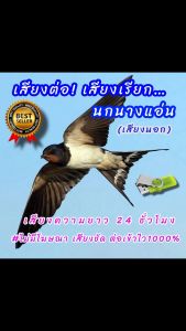 เสียงเรียกนกนางแอ่น เสียงนอกดึงนก USBแฟลชไดร์ฟเสียงนกนางแอ่นเสียงดี ชัด100% การันตรี