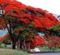 Fire tree/ Flame tree Delonix regia seedlings. 