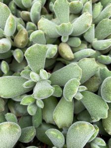 READY STOCK 💕 Cotyleden ladismithiensis"Konekonotume"Cat paw猫之爪"猫爪"