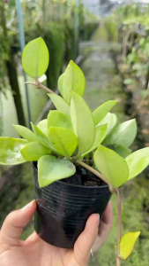 โฮย่ากระดุม (hoyapubicalyx) พร้อมกระถาง 4 นิ้ว ต้นเล็ก