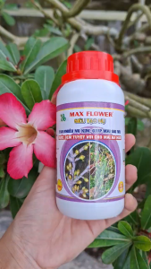 [TRUNG THIEN THINH] Phân bón SIÊU TẠO NỤ chai 250ml giúp mai vàng ra nhiều nụ kim nụ khỏe mập mạp