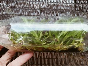 Bibit anggrek dendrobium hybrid botolan bunga botol dendro hibrid hibrida bisa pilih id