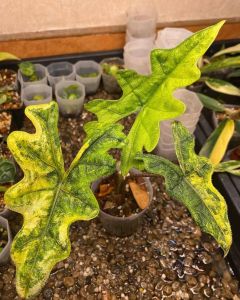 Alocasia Variegated Jacklynล๊อตลุ้นด่างกระถางขนาด4-5นิ้ว อนุบาลมากกว่า2เดือน