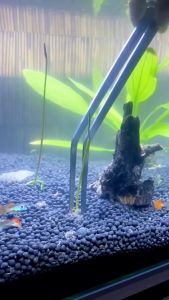 2Pcs Aquarium Tong 30cm Stainless Steel Long Tweezer Straight and Curved Pet Feeding Forceps for Feeding Tarantula