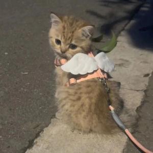 Cat Pulling Rope Special for Going out Cat Rope Cute Wings Anti Breaking Loose Adjustable Chest Back Dog Pet Supplies