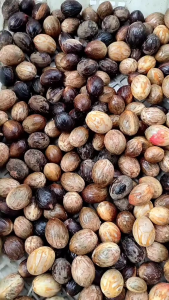 Buah Pala Kering 500 gram / Biji Pala Kering Bulat Utuh 250 gram Kualitas Premium