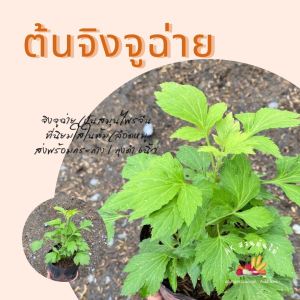 ต้นจิงจูฉ่าย จิงจูฉ่าย ในถุงดำ 5 นิ้ว พร้อมปลูก รากงอกแล้วกำลังโต