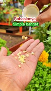 INFARM - Paket Pupuk Pelebat Buah & Penyubur Buah Organik