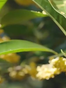 Edible Premium Golden Osmanthus Oolong Tea