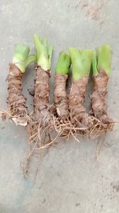 combo 5 cây bạc hà núi cao 20cm