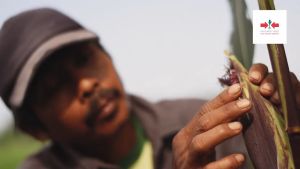 Benih Bibit Jagung Pulut Ungu JANTAN F1 jagung antioksidan dari Cap Panah Merah 200butir